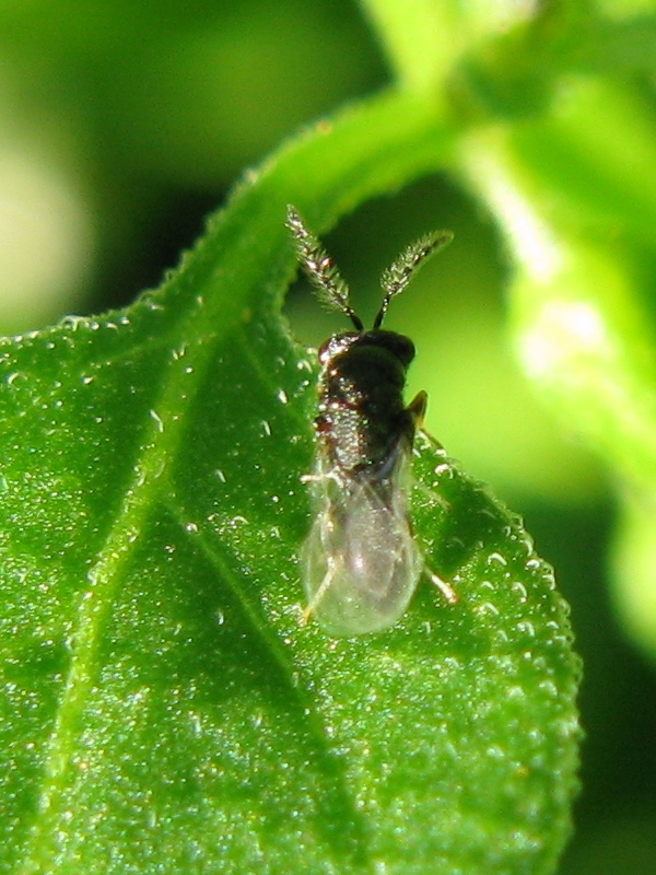 antenne piumose (piccolo Chalcidoideo)